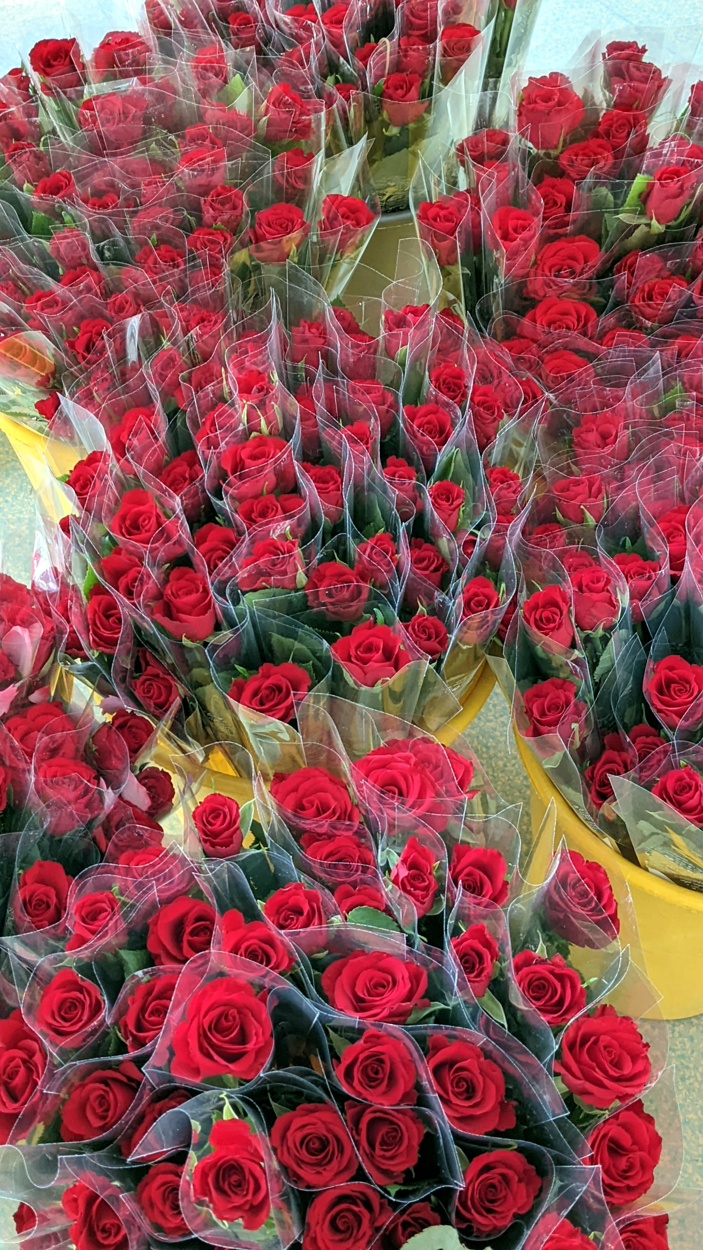 Les 321 roses distribuées par la MDL